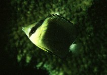 Chaetodon blackburnii